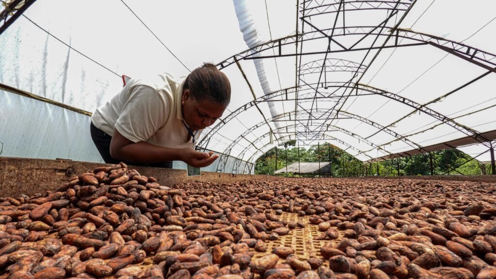 A worker inspects cocoa beans drying in an agricultural greenhouse. Dominican Republic setting.